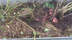 Уника - самый урожайный сорт картофеля в России!!!???☝