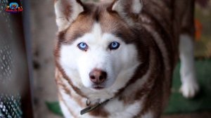 Порода хаски - особенности породы
