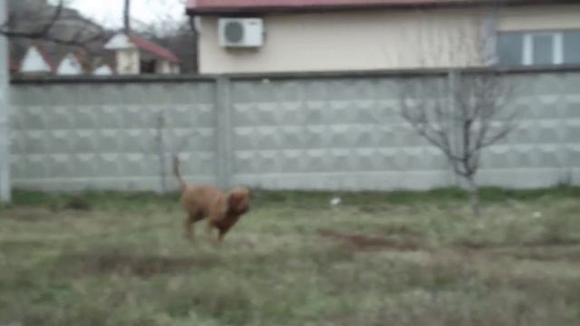 Бордосский дог, щенки. На видео Папа. Доставим. смотреть онлайн