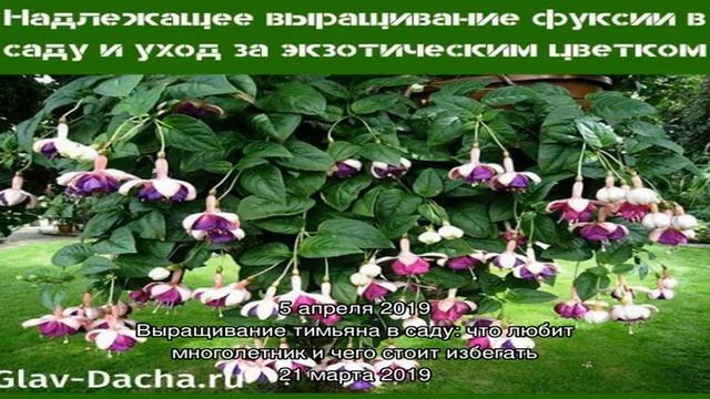 Надлежащее выращивание фуксии в саду и уход за экзотическим цветком смотреть онлайн