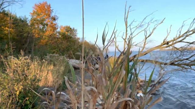 Едем на красивый пляж в Sobieszewo ? Я в шортах и в майке 25 октября?? золотая осень? смотреть онлайн