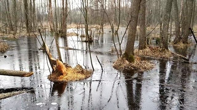 ПЕРВЫЙ КОП 2020. ДРЕВНОСТИ и СЕРЕБРО! смотреть онлайн