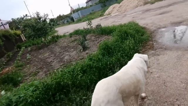 Прогулка с Леди и Ночей перед грозой. Видео из Пятигорска. Привет из больницы от Саши Широбокова. смотреть онлайн