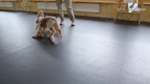 Как отучить щенка кусаться? Почему щенок кусает руки?  Воспитание щенка. Дрессировка щенка