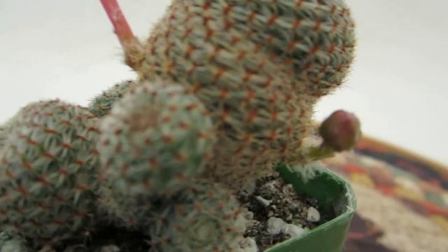 Cactus Flower - Rebutia heliosa смотреть онлайн