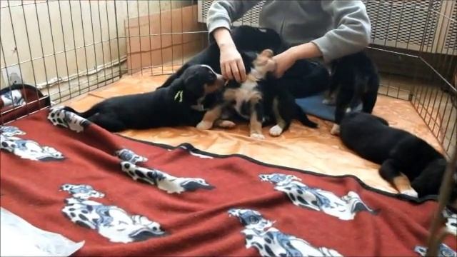 Щенки Энтлебухер зенненхунд смотреть онлайн
