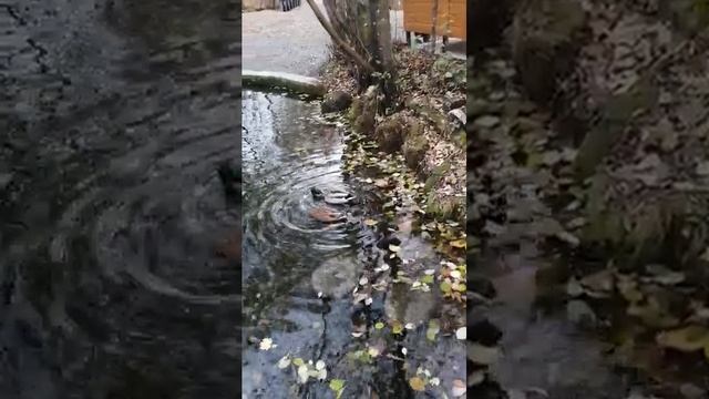 Казань. Голубые озёра. Уточки смотреть онлайн