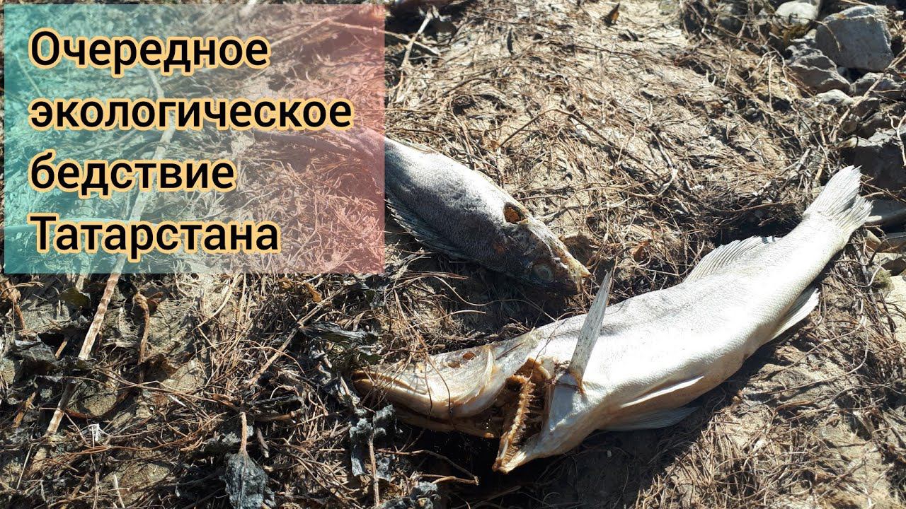 Очередное экологическое бедствие Татарстана? Заморили и отравили рыбу смотреть онлайн