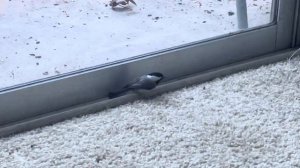 Моя жизнь в США/ птица Черношапочная гаичка  влетела в квартиру с террасы /#птицы