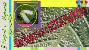 БЕЛОКРЫЛКА как избавиться на Герани. Чем нужно опрыскать от белокрылки!