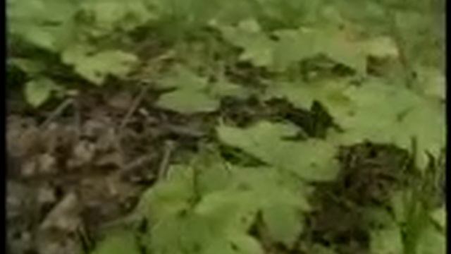 ГРИБОЧКИ смотреть онлайн