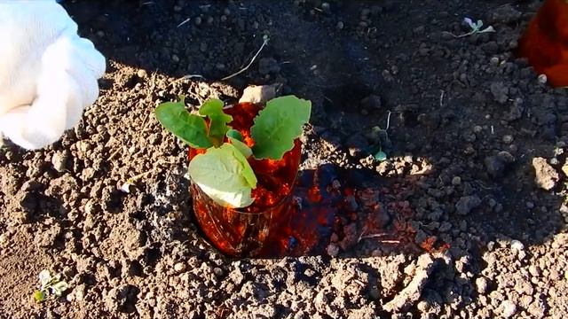 Спасаю баклажаны от жука, без химии !! смотреть онлайн