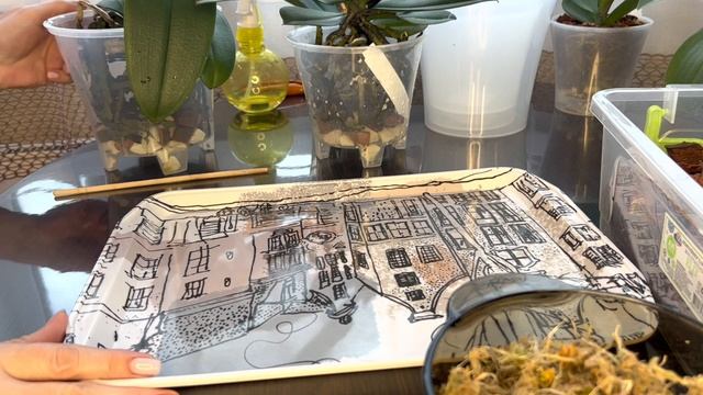 Пересадка Азиатских подростков и красота цветения новых орхидей смотреть онлайн