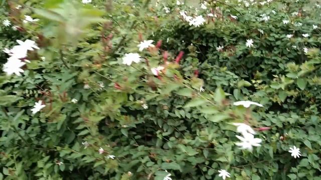 Facts About The Real Star Jasmine That You Really Don’t Know! смотреть онлайн