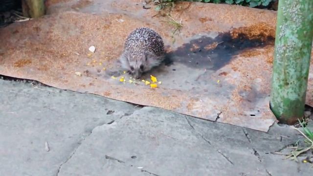 Ежиха кушает желток смотреть онлайн