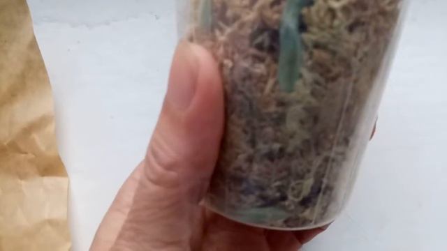 Ура!Дождалась приезда подростка орхидеи Phal.Lioulin Wild Cat (Дикий Кот) смотреть онлайн