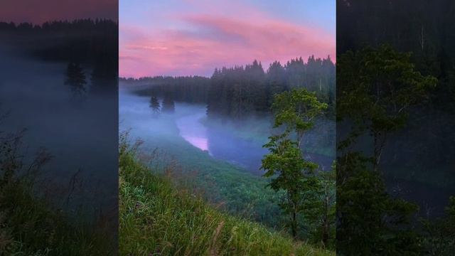 Sounds of nature and birds. living forest. (Звуки природы и птиц. Живой лес) смотреть онлайн