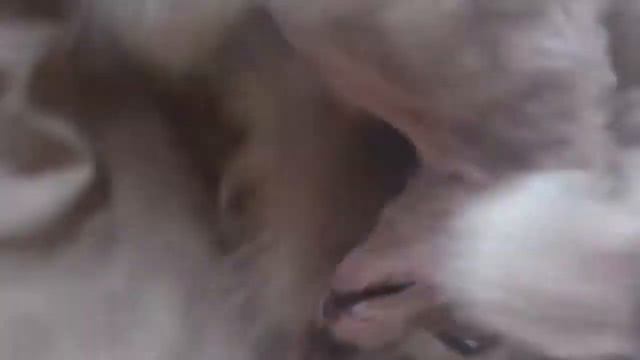 Собака бесится смотреть онлайн