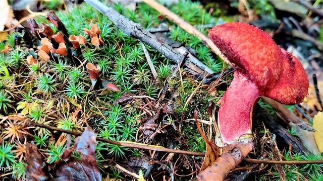 *✔ *КРАЙОН~СРОЧНО* «ЗОДИАК 2020г. + знак Овен !!!» **Бог** ! ! ! ~* смотреть онлайн