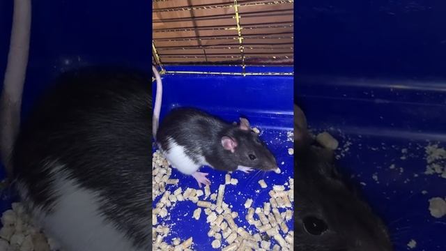 Как понять что у крысы течка? смотреть онлайн