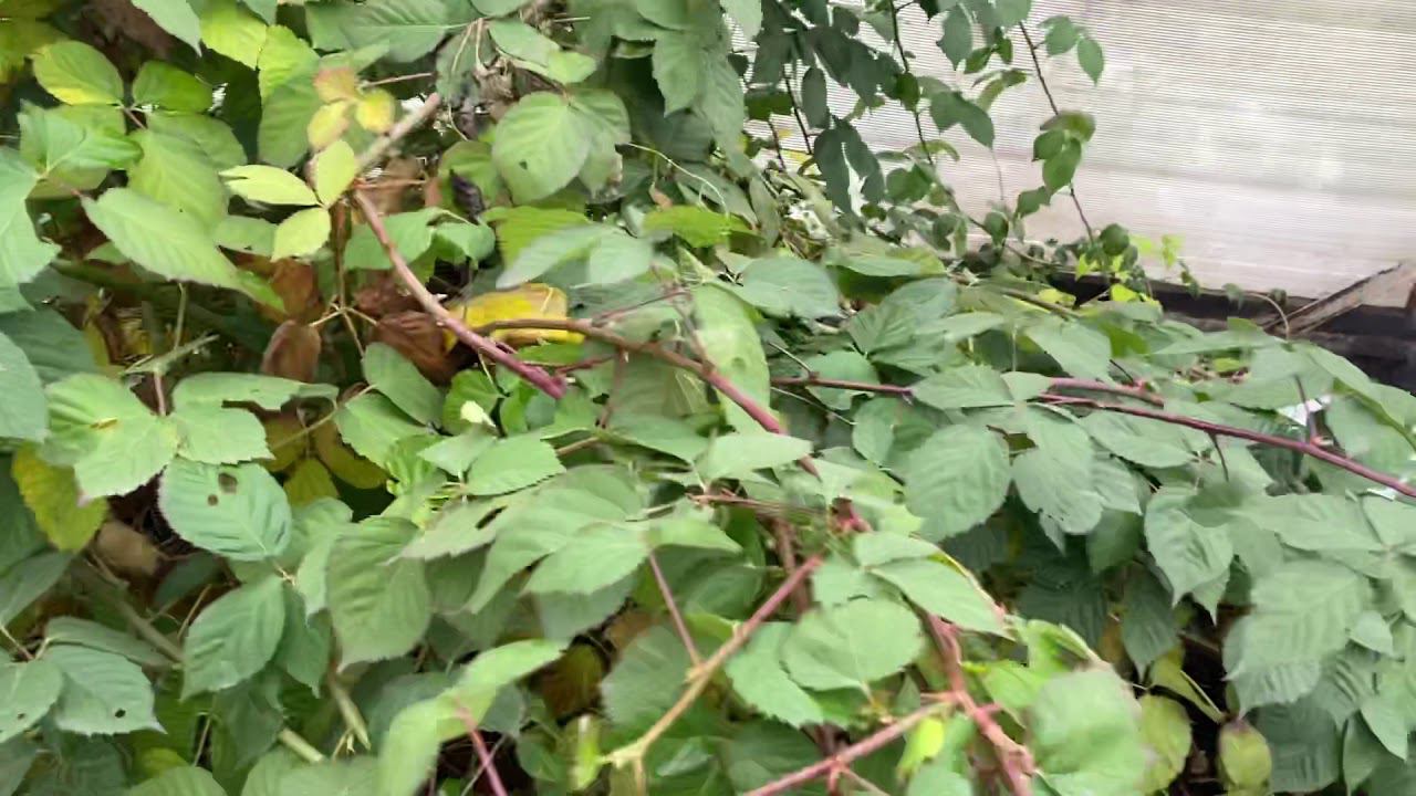 Укрытие ежевики, часть1 смотреть онлайн