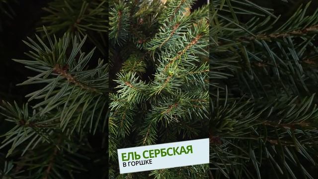 ЕЛЬ СЕРБСКАЯ В ГОРШКЕ от ELKI.VIP смотреть онлайн