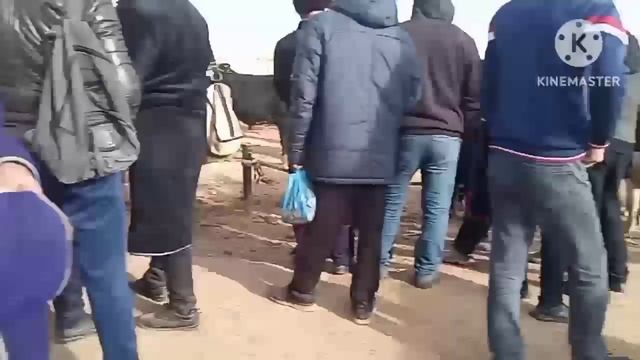 KATTA BUQALAR NARHLARI SURXONDARYO VILOYATI QIZIRIQ JAHON MOL BOZORIDA @surxonuz7579