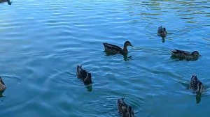 Парк культуры и отдыха им. 30 лет ВЛКСМ. г.Омск. Прогулка по парку летом.