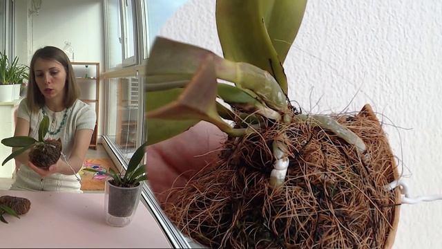 ? Каттлея (Cattleya) из фласки спустя 4 года?