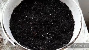 Посадка проросших луковиц ранних сортов нарциссов в тару для цветения зимой. Эксперимент.