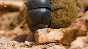 ЖУК-НАВОЗНИК / ЛЮБИТЕЛЬ КАКАШЕК / Койот Питерсон на русском