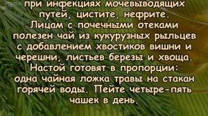 ЧАЙ, РАЗРУШАЮЩИЙ КАМНИ В ПОЧКАХ