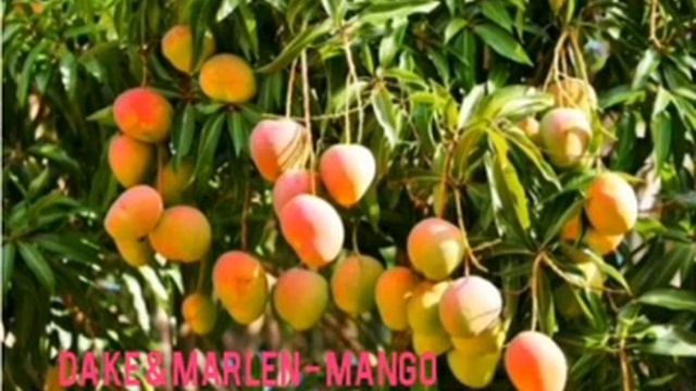 Dake & Marlen Mango(алма агашында манго) mp4 смотреть онлайн