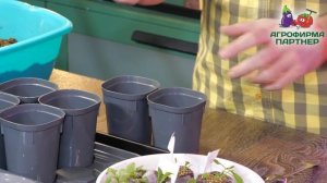 КАК И КОГДА ПЕРЕСАЖИВАТЬ ПЕТУНИЮ