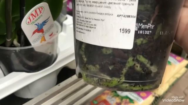 Море Орхидей в Оби! Зелёный Цимбидиум! смотреть онлайн