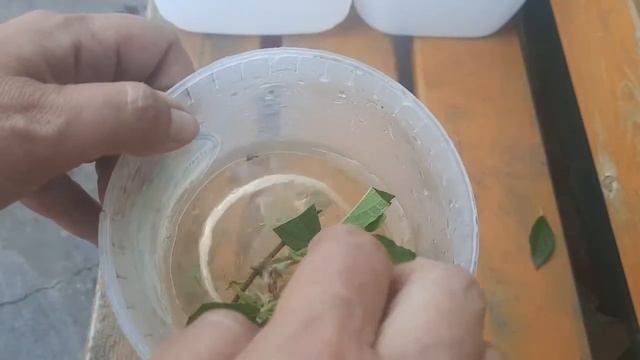 ЧЕРЕНКОВАНИЕ ГОРТЕНЗИИ ЛЕТОМ смотреть онлайн