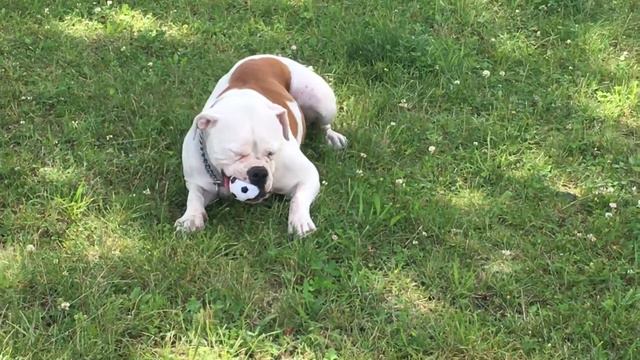 Американский бульдог Джессика!!!/“AmericanbulldogMinskBelarus/ смотреть онлайн