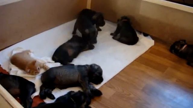Щенки миттельшнауцера и котенок. Часть3. смотреть онлайн