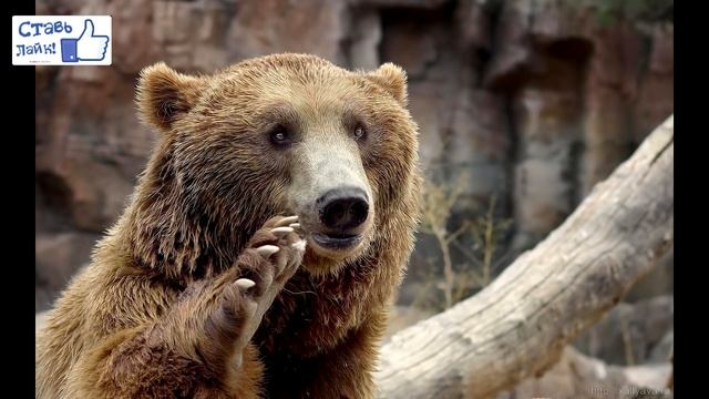Бурый медведь/Brown bear смотреть онлайн