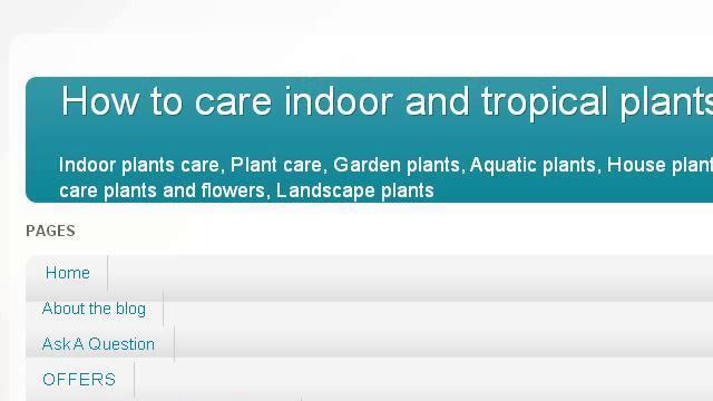 Aechmea Fasciata Nursery Plants смотреть онлайн