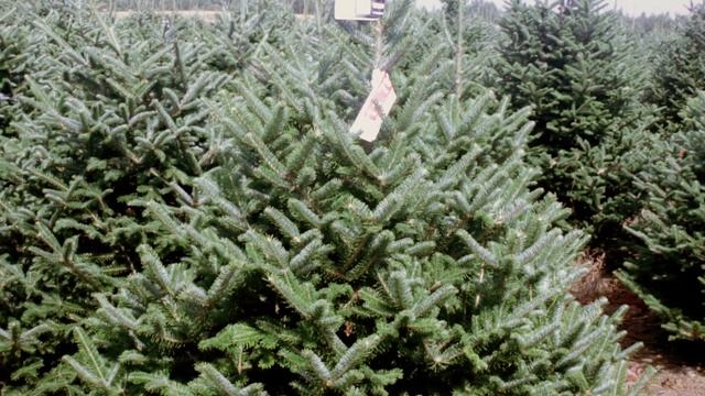 11781 Пихта Фразера срезанная 1.50 - 1.75 м смотреть онлайн