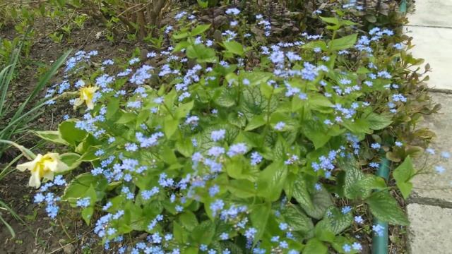 29.04.2021.Обзор рокария и Средиземноморского садика. Читайте описание под видео. смотреть онлайн