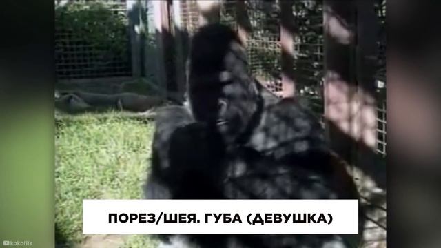 Коко: Говорящая Горилла смотреть онлайн