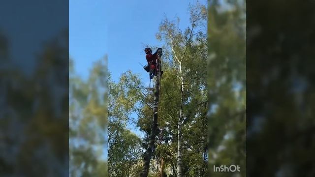 Удаление деревьев по частям, распил дерева, арборист, альпинист, удаление пня, спил дерева, кутак. смотреть онлайн