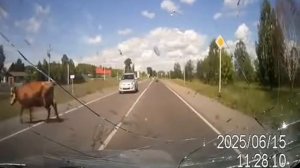 Сбил корову ужас