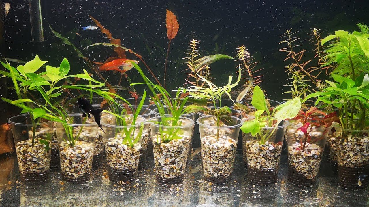 НОВЫЙ ВИД ГУППЯТНИКА смотреть онлайн