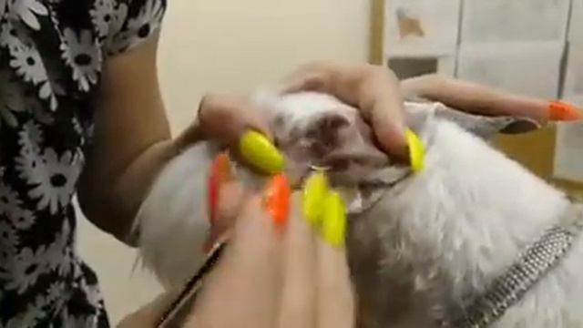 •✨• Хорошенький пёсель китайская хохлатая паудер-пуф Эрзон соут бол (до-после)😊 смотреть онлайн