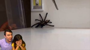 ОТ МЕНЯ СБЕЖАЛ ПАУК.. (ПОМОГИТЕ) НЕ СКАЖИ ВАУ и НЕ ИСПУГАЙСЯ ЧЕЛЛЕНДЖ! pet spider escaped Валеришка