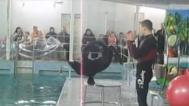 Выступление морского котика и дельфинов   в городе Бресте  2013 год