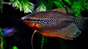 ГИДРЫ В АКВАРИУМЕ. ПРИЧИНЫ ПОЯВЛЕНИЯ И СПОСОБЫ БОРЬБЫ С НИМИ.